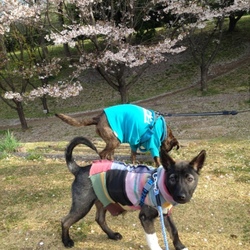 朝散歩も一緒に行きたい！