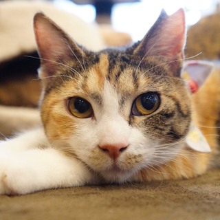 里親決定しました＊あられ