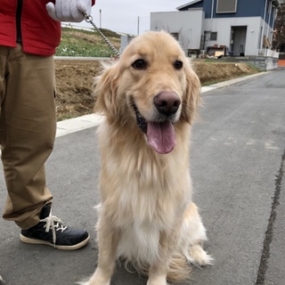 急募！ゴールデン・レトリーバー