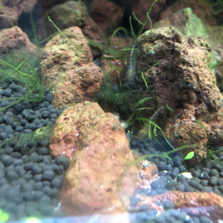 ミナミヌマエビ