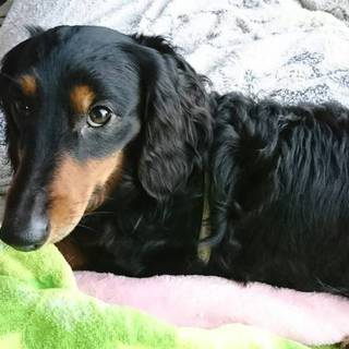 ミニチュアダックスフント男の子4歳レオンくん