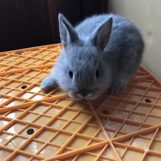 ウサギの赤ちゃん グレー