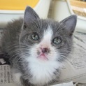 グレー白の甘えん坊さん