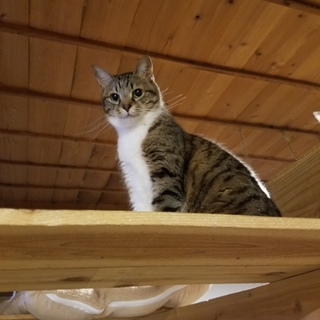 再募集になりますにゃんさん