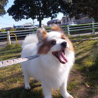 笑顔がキュートなチロ君１２才