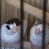 ジュウシマツペアゲ－ジ２つ里親募集です サムネイル2