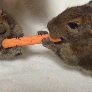  ベタ慣れデグーちゃん