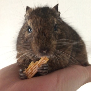 (再募集)甘えん坊のデクーマウス2歳 