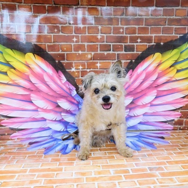 splendiaのカバー写真