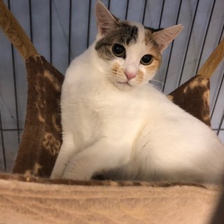 人馴れ修行中！　反抗期長めの シズカ♀