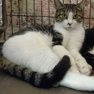 人馴れ修行中！ 心を開き始めた心愛（ｺｺｱ）♀