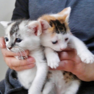 姉妹にゃんこ　一か月になりました～