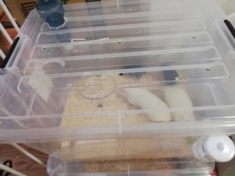 ラット サムネイル4