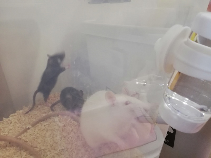 ラット サムネイル5