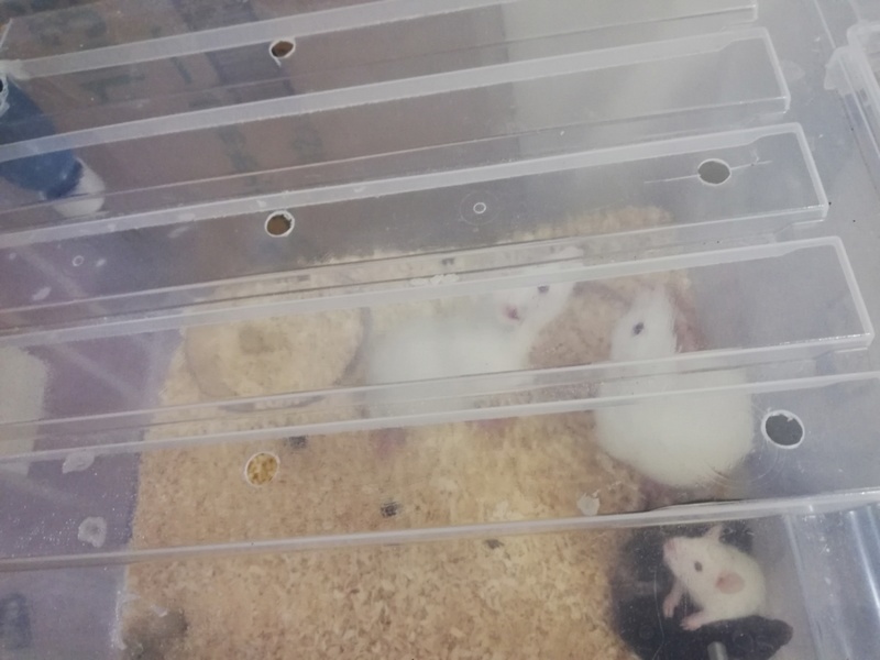 ラット サムネイル6