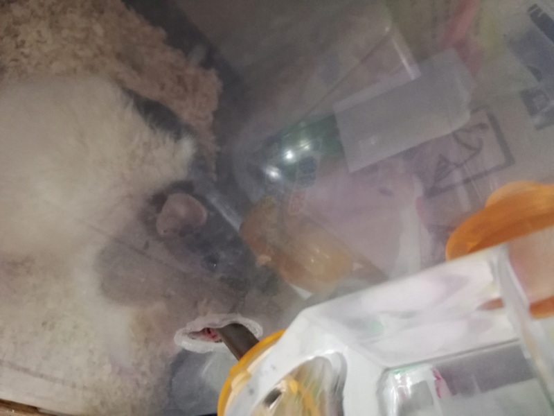 ラット サムネイル7