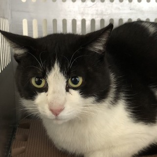 譲渡されました。