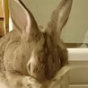 保護うさぎ：甘えんぼ男子のポテトくん（オス） サムネイル2