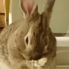 保護うさぎ：甘えんぼ男子のポテトくん（オス） サムネイル3