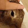 保護うさぎ：甘えんぼ男子のポテトくん（オス） サムネイル6