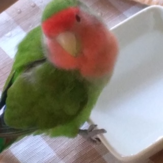 コザクラインコ【一時停止】