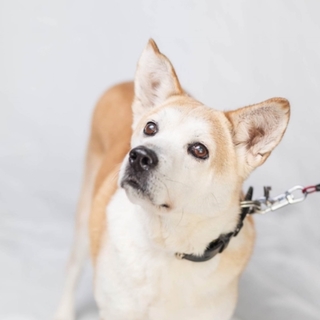 家族が出来ました❗とっても穏やかで優しいアンジー♂