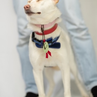 家族が出来ました!!   ハイジ♀ 12kg