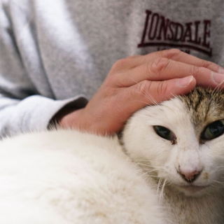 コロンコロンで甘えたの「テンちゃん」