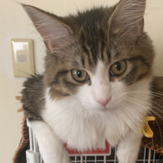 ノルウェージャンフォレストキャット７ヶ月の女の子