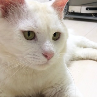 保護猫♂ 3歳くらい