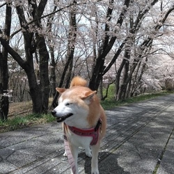 ❀❀3回めのお花見❀❀(•ө•)♡