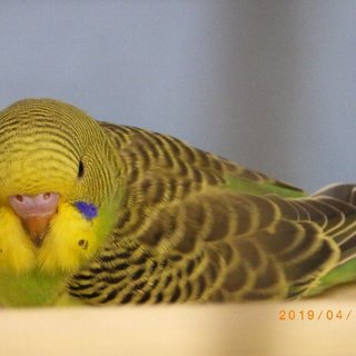 セキセイインコ　手乗りです