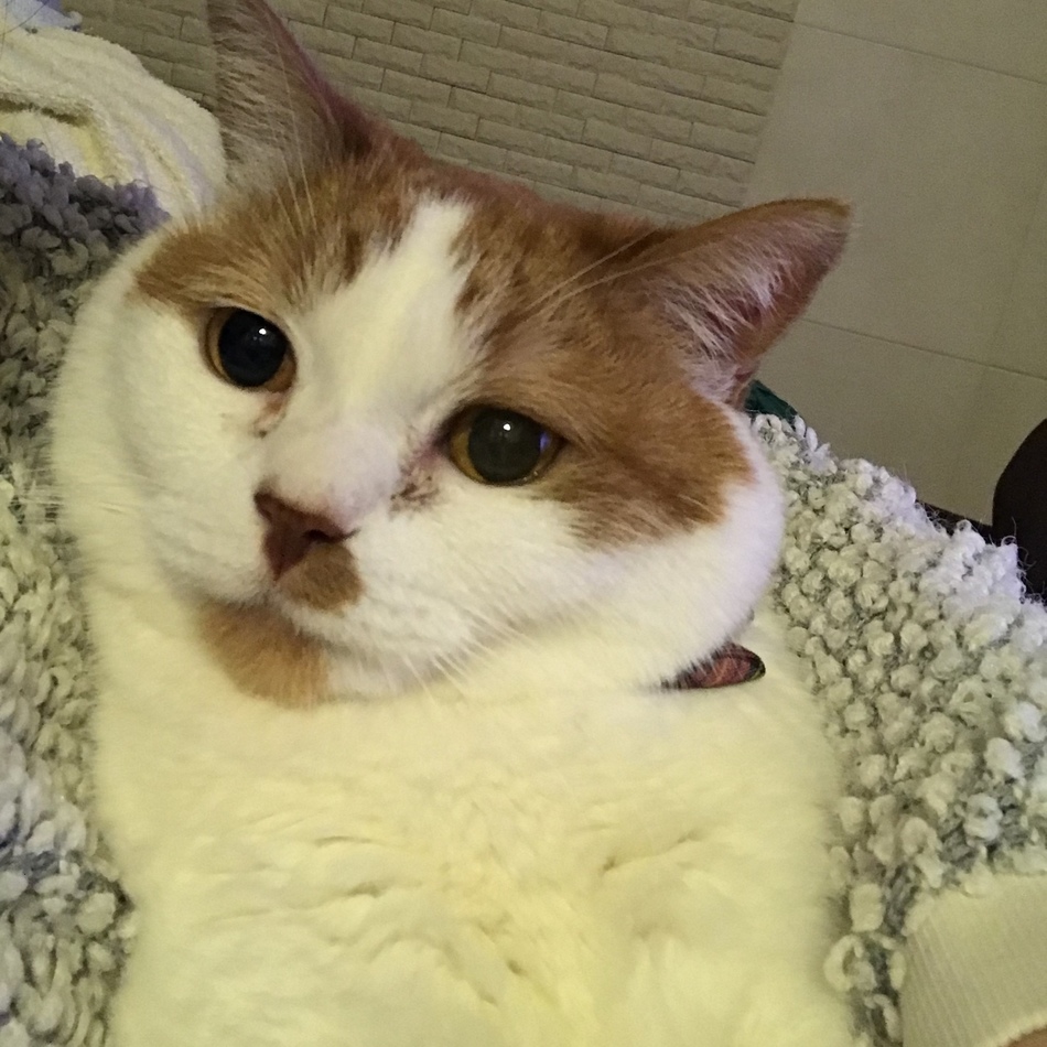 ナツのカバー写真