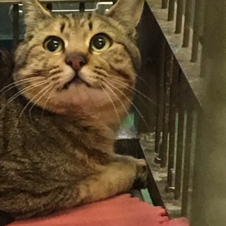 岩国市健康福祉センター 癒し系キジトラ命の期限あり