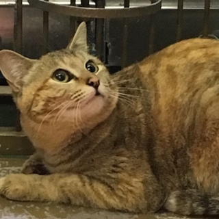 岩国市健康福祉センター収容美猫キジトラ命の期限あり