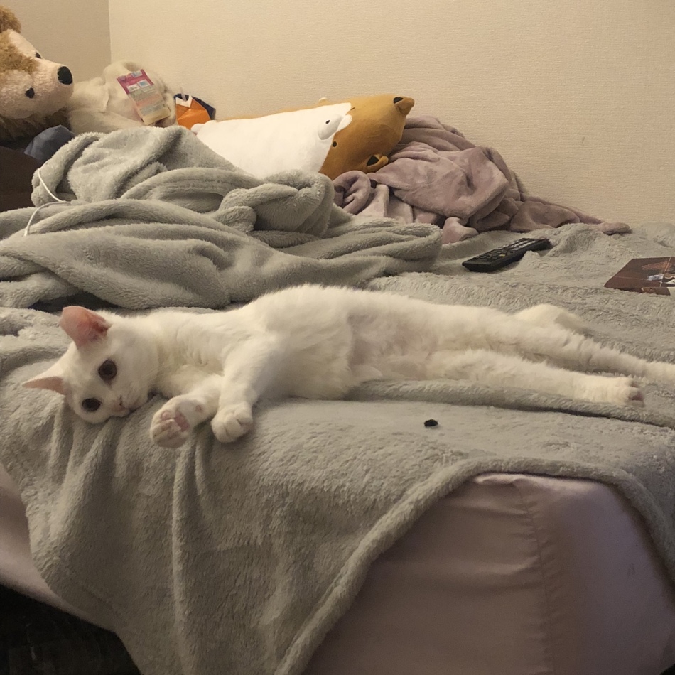 とうふのカバー写真