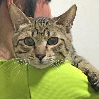 お風呂場にハマった朝シャンくん◆動画有