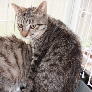 動画ありゴロスリ鍵尻尾のふれでぃ君去勢済み