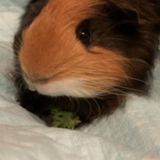 モルモットの男の子生後4ヶ月