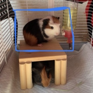 モルモットの男の子生後4ヶ月