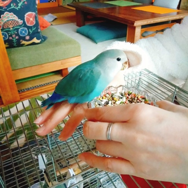 tairakumikoのカバー写真