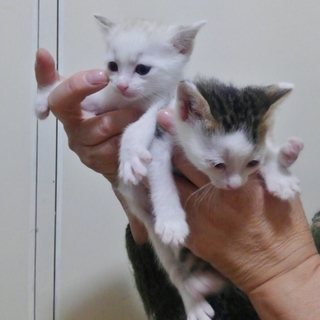 お眼を治療中です、どうか兄妹で迎えて下さい。