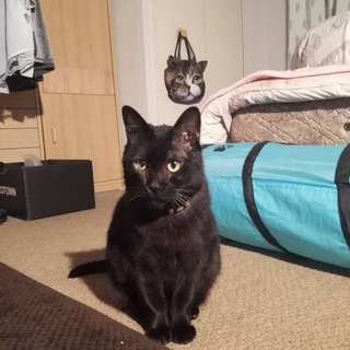 多頭飼い崩壊より　フリオ