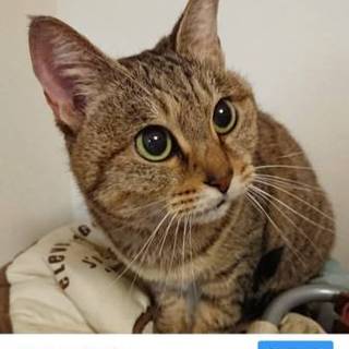 トラ猫♀里親募集してます