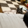 いっぱち さん