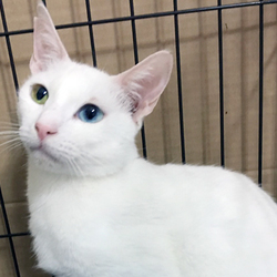 さいたま市新都心広場（コクーン側）「保護ねこ譲渡会」開催 サムネイル2