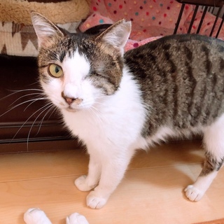 甘えん坊で猫さん大好きなみのりちゃん