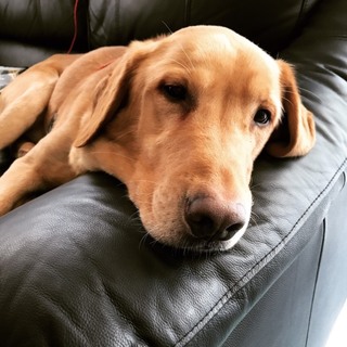 ボール好き！トイレ完璧！吠え無！ラブラドール３歳♂