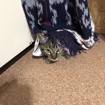 隠れてるつもりw