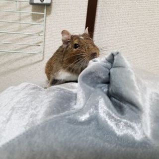 可愛いデグー さん募集します
